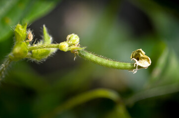 Close up shot of Green bean pod
