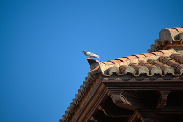 Fototapeta na wymiar pigeon on an old roof