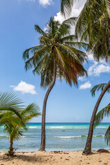 Fototapeta na wymiar Palm trees on a sandy beach, on the Caribbean island of Barbados