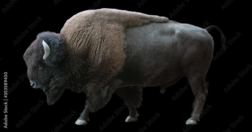 Wall mural american bison walking realistic animation. isolated animal video including alpha channel allows to 