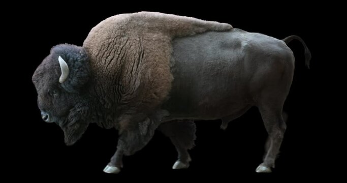 American Bison walking realistic animation. Isolated animal video including alpha channel allows to add background in post-production. Element for visual effects.