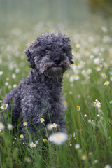 Fototapeta premium Portrait of a cute 1 year old grey colored silver poodle dog with teddy cut in a wild meadow with white chamomile flowers.