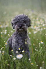 Portrait of a cute 1 year old grey colored silver poodle dog with teddy cut in a wild meadow  with white chamomile flowers.