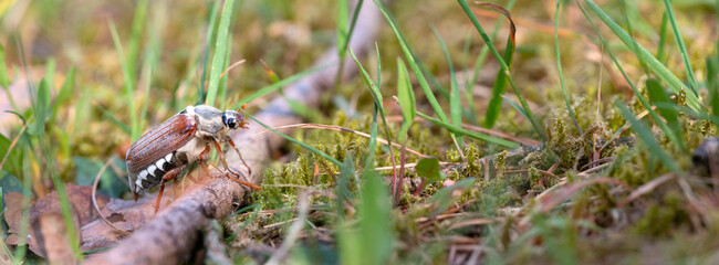 cockchafer climbs branch on forest floor on sunny day in spring