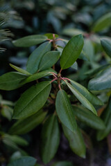 Obraz premium olives on the branch