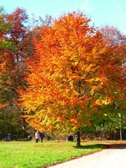 Baum mit herbstlaub