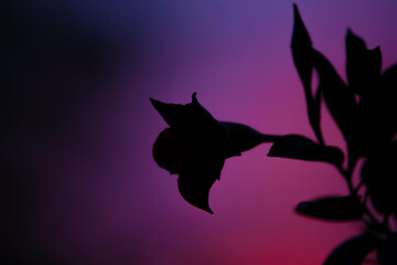 Mandevilla silhouette against pink and purple