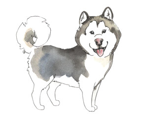 Side view of a malamute dog isolated on white painted by watercolor