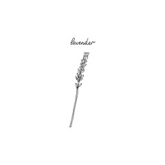 Fototapeta premium Lavender, lettering, vector illustration, hand drawing