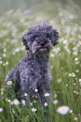 Portrait of a cute 1 year old grey colored silver poodle dog with teddy cut in a wild meadow  with white chamomile flowers.