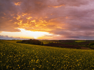 Obraz premium Spring rapeseed yellow fields, cloudy sunset evening sky, rural hills. Natural seasonal, weather, climate, countryside beauty concept and background scene.