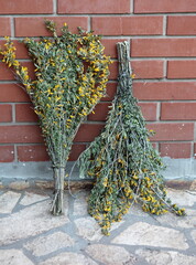 Caragana shrub with even pinnate leaves with small leaflets and with small yellow flowers