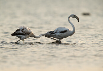 Greater Flamingos fighting in the morning, Asker, Bahrain