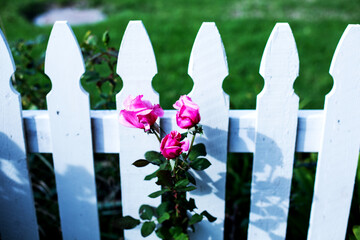 close-up of white wooden fence and pink roses
