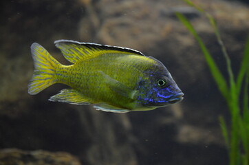 Tropical fish in aquarium, Frankfurt am Main (Germany)