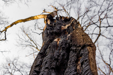 Charred tree trunk in the forest after a fire
