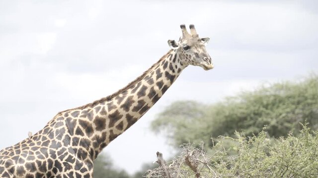 Giraffe beim Fressen in afrikanischer Savanne in Kenia