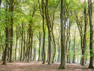 Obraz premium beech forest with patches of sun in spring