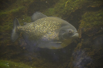 Tropical fish in aquarium, Frankfurt am Main (Germany)