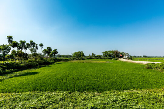 The rural landscape of Bangladesh with the green fields and the bright blue sky
