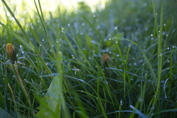 grass and dew