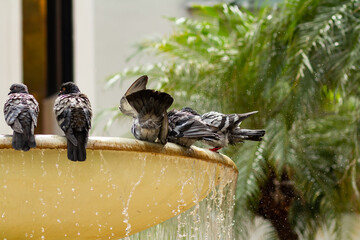 Closeup of birds perched on a fountain on a hot summer day