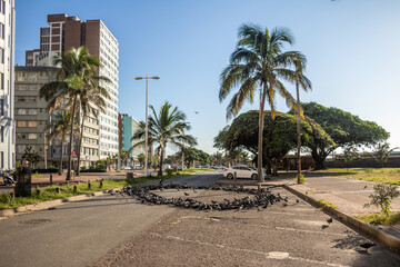 Durban city centre pigeons on closed road - obrazy, fototapety, plakaty