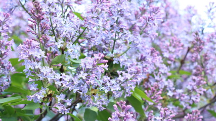 bunches of blooming light lilacs with half-blossomed flowers in spring day close-up