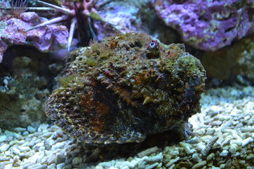 Tropical fish in aquarium, Frankfurt am Main (Germany)