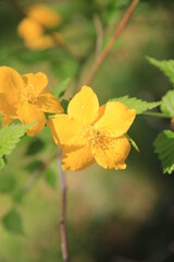 ヤマブキの花部分