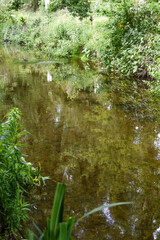 Calm waater in a small river running through countryside