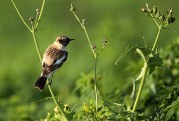 European stonechat perched on a branch, Bahrian