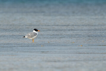 Pallas's gull near Umm Jaleed Island Bahrain