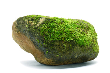 Moss green on the rock on white background.