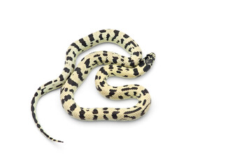 White-black King snake isolated on white background