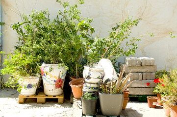 Macetas de colores con plantas y flores en exterior en un día soleado