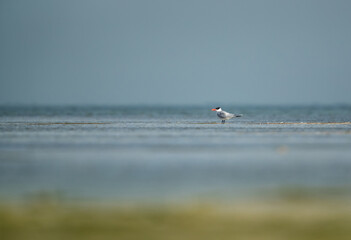 Caspian tern near Um Jaleed Island, Bahrain Um Jaleed Island