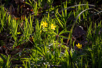 Yellow flowers of Anemone ranunculoides (yellow wood anemone or buttercup anemone) plant lit by the sun in the middle of the forest