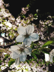 Close up of white flowers in garden