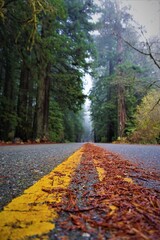 Yellow road marking / Road in Redwood Nationa Park, USA.