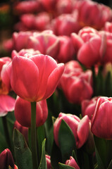 Close up of pink tulips blooming at field