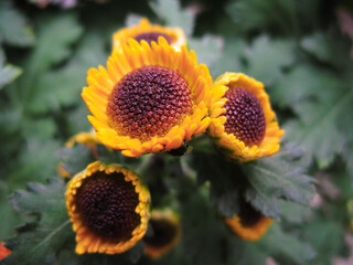 Close up of yellow flowers blooming