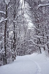 winter path trough the snowy forest on cold time