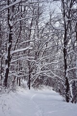 Fototapeta premium winter path trough the snowy forest on cold time