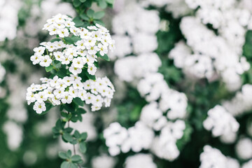 Branches of blossoming Spirea arguta (Brides wreath) bush in a spring garden.