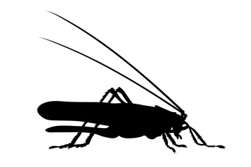 Vector silhouette of grasshopper on white background. Symbol of animal.