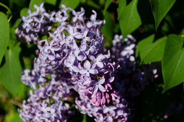 lilac branches in spring, bright flowers