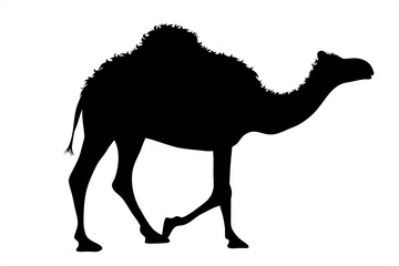 Vector silhouette of camel on white background. Symbol of animal.