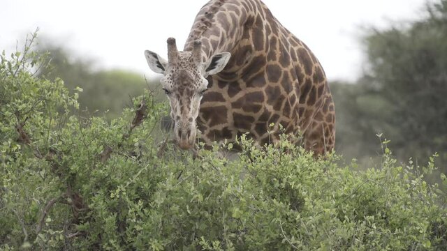 Giraffe frisst Str&auml;ucher in der afrikanischen Savanne in Kenia