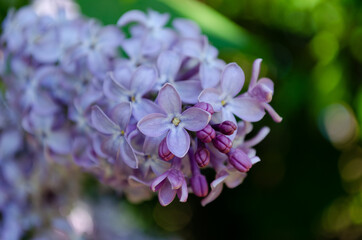 lilac branch in spring, bright flowers
